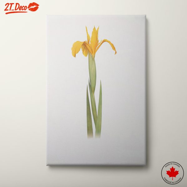 Yellow Iris Flower Botanical Art