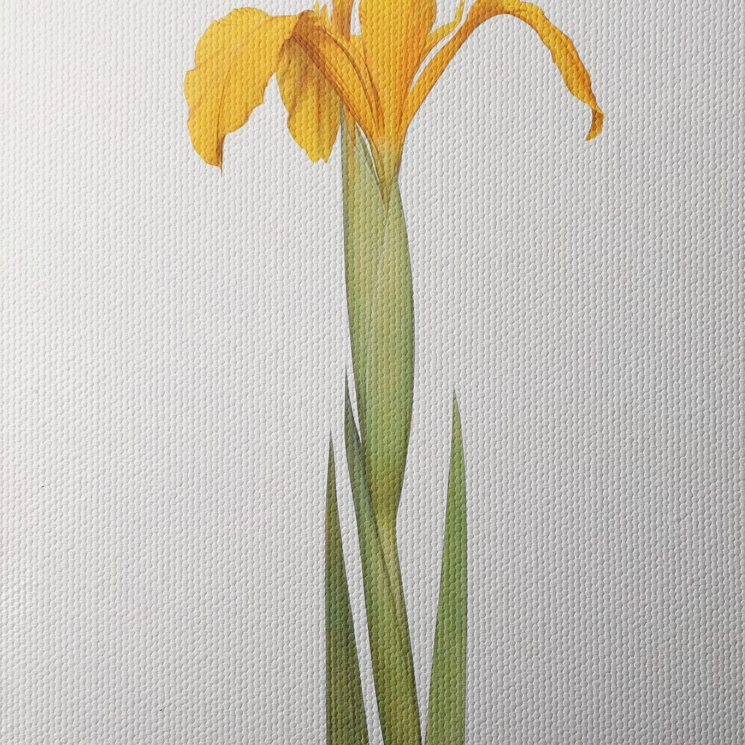 Yellow Iris Flower Botanical Art - Image 4