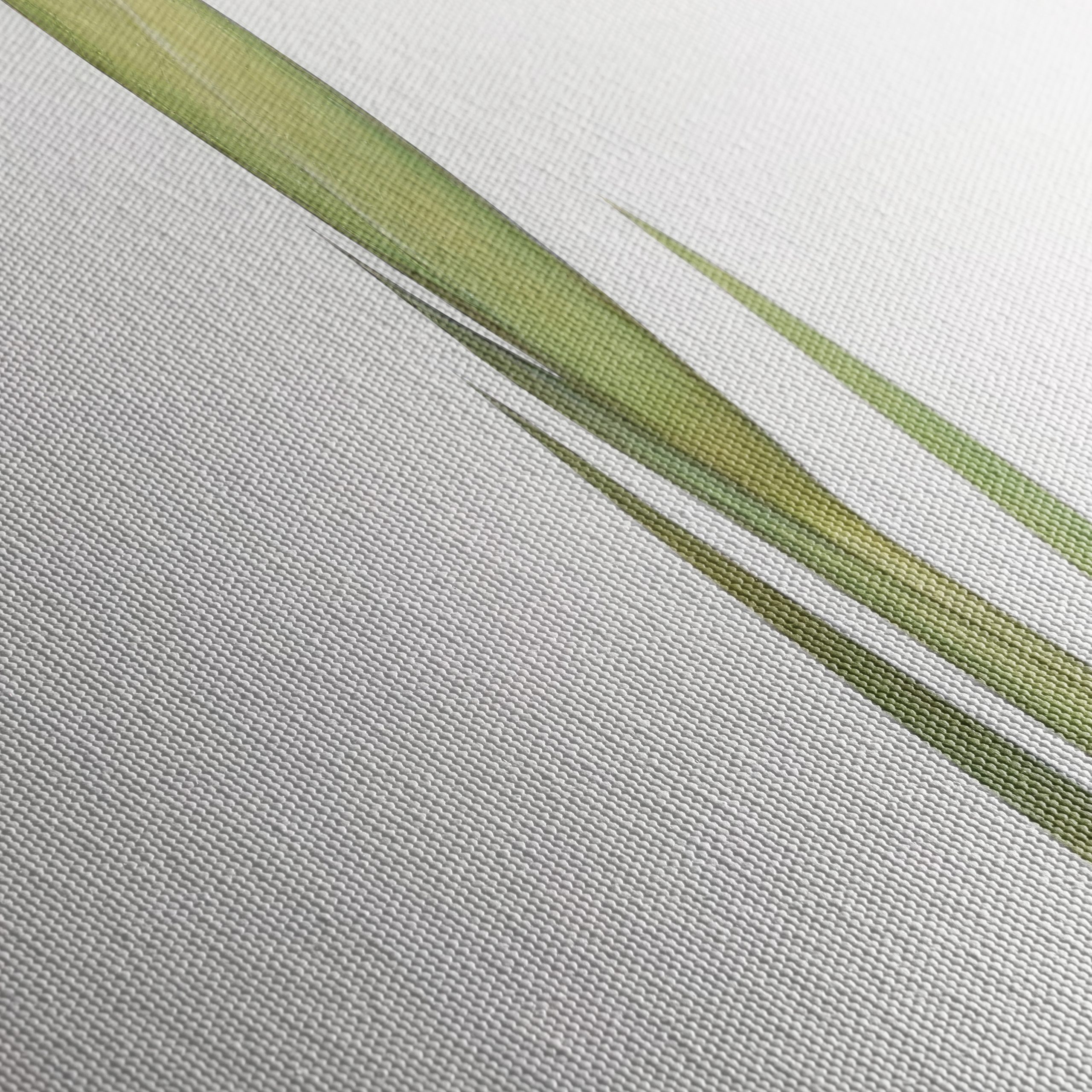 Yellow Iris Flower Botanical Art - Image 5