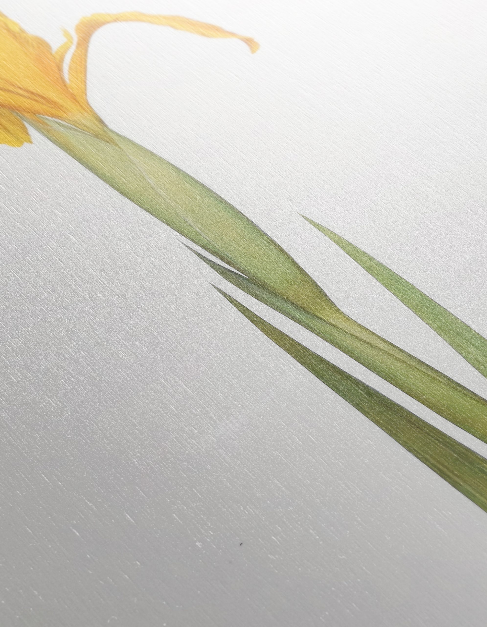 Yellow Iris Flower Botanical Art - Image 12