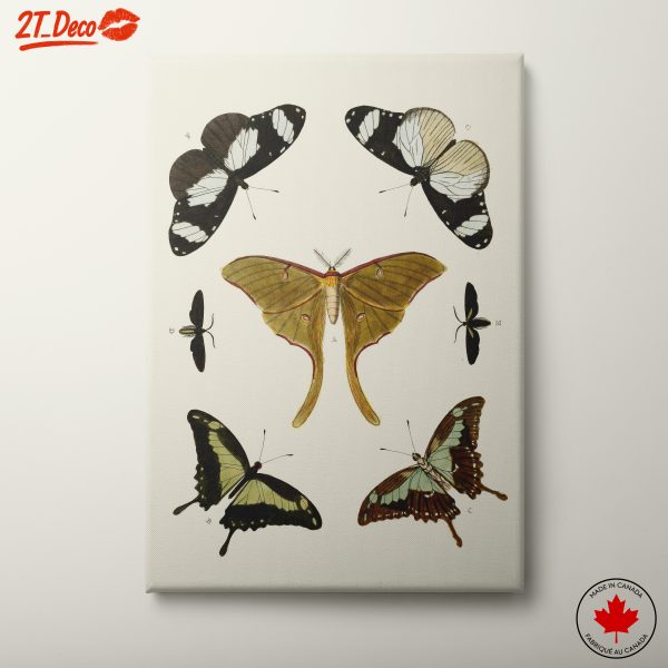 Detailed Butterfly Illustration Art 8