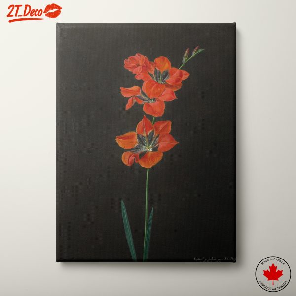 Vibrant Floral Artwork on Black Background